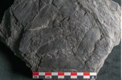 Foto (Detailansicht) von Plantae indet.  (NHMW-GEO-2024-0188-11544)